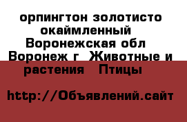 орпингтон золотисто окаймленный - Воронежская обл., Воронеж г. Животные и растения » Птицы   